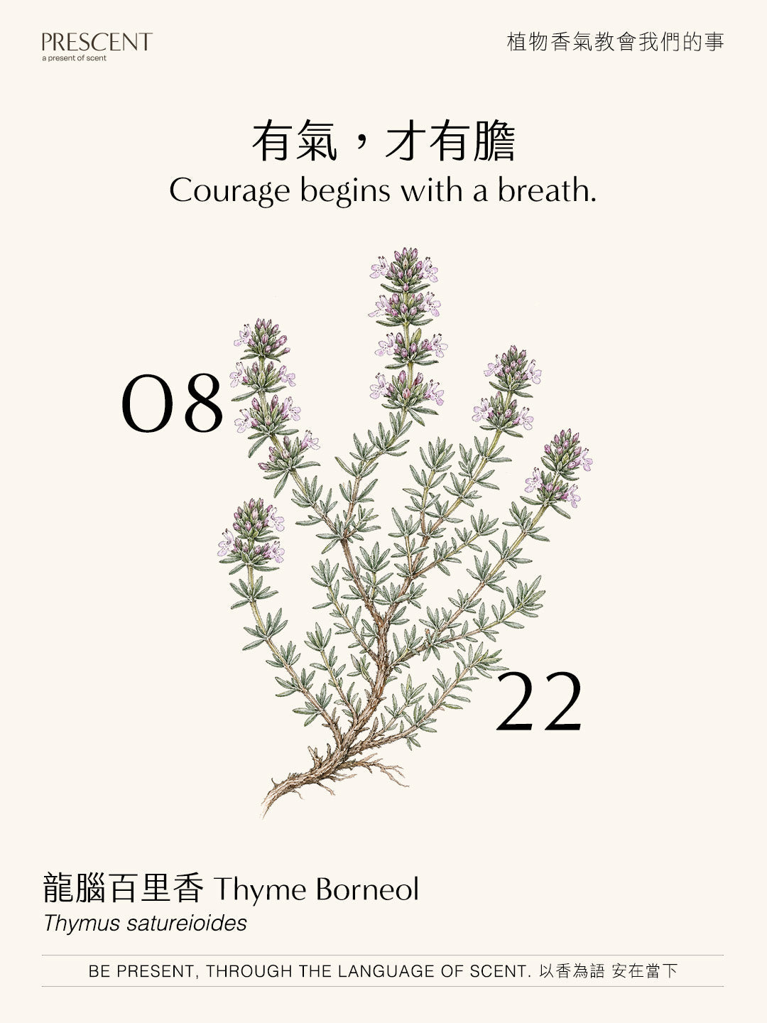 2026.08.22｜龍腦百里香 Thyme Borneol