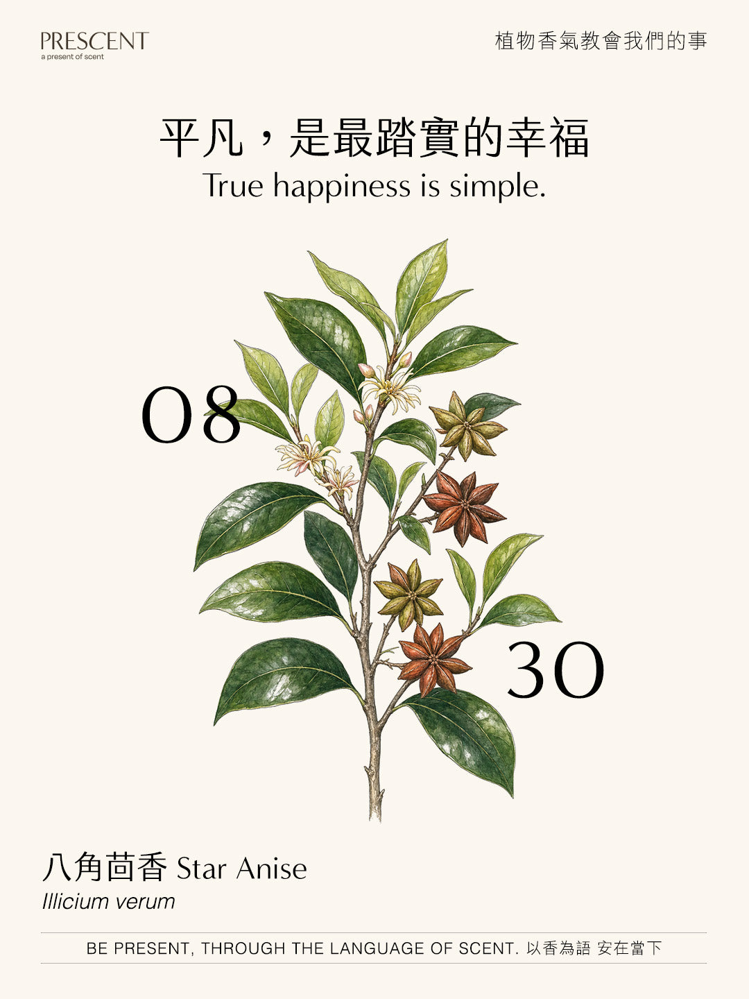 2026.08.30｜八角茴香 Star Anise