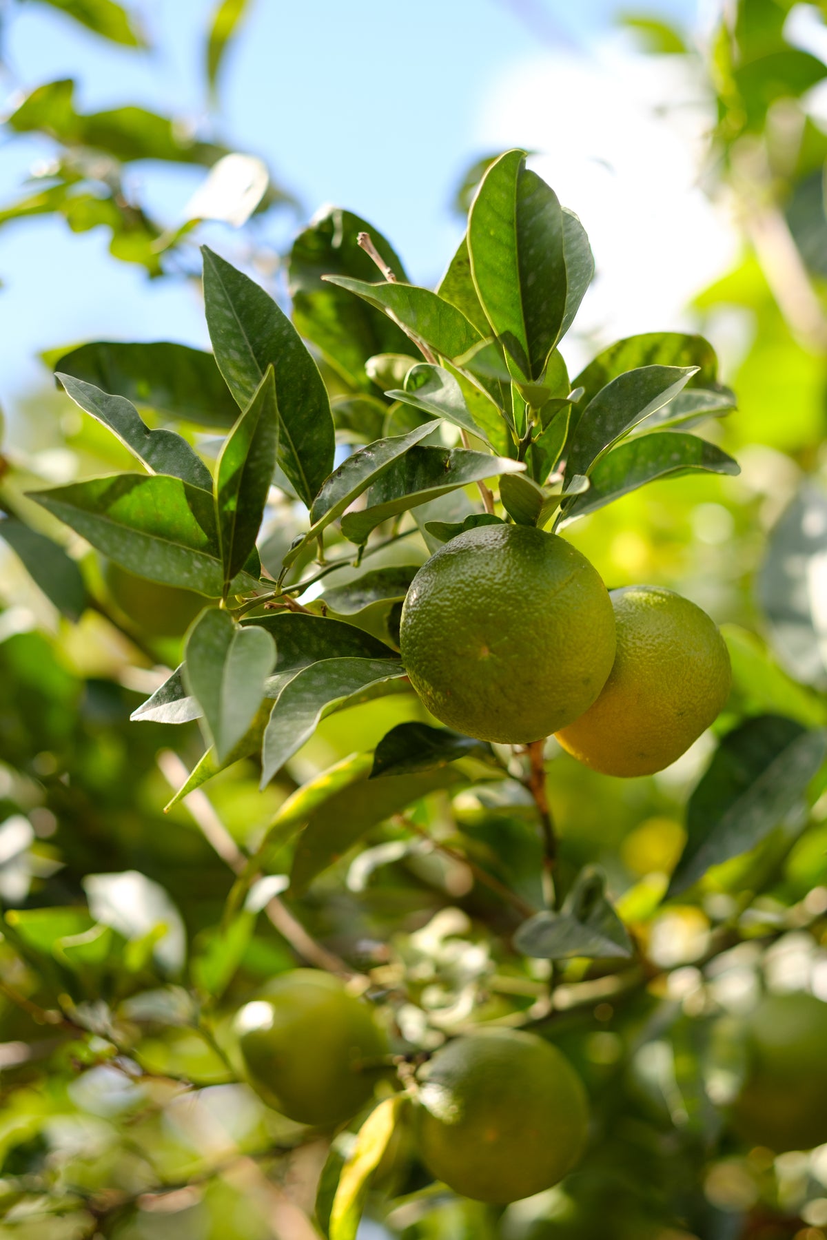 柑橘茶蒔 The Citrus Tea Table