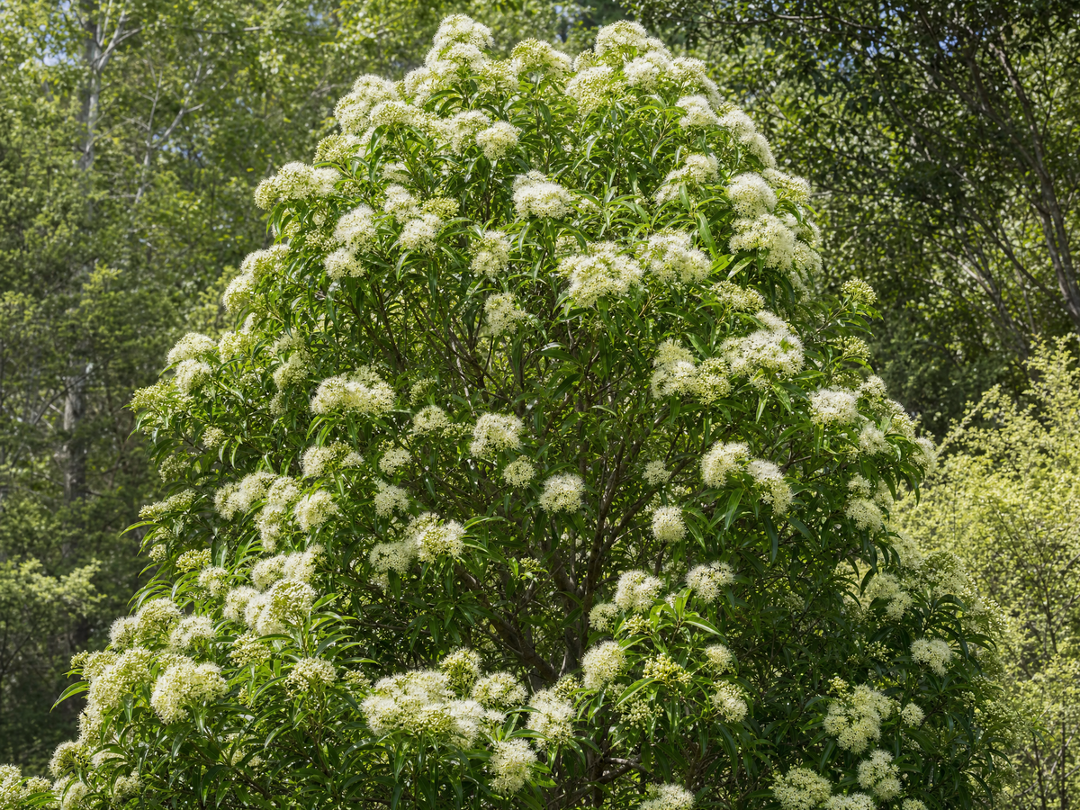 檸檬香桃木 plant photo