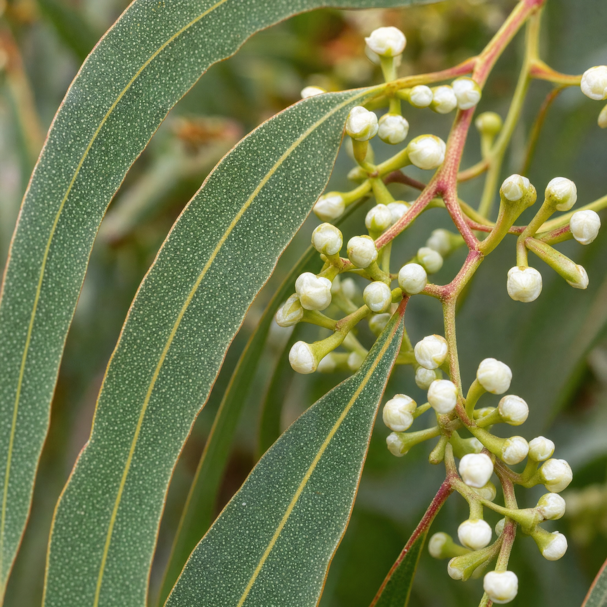史泰格尤加利 plant photo