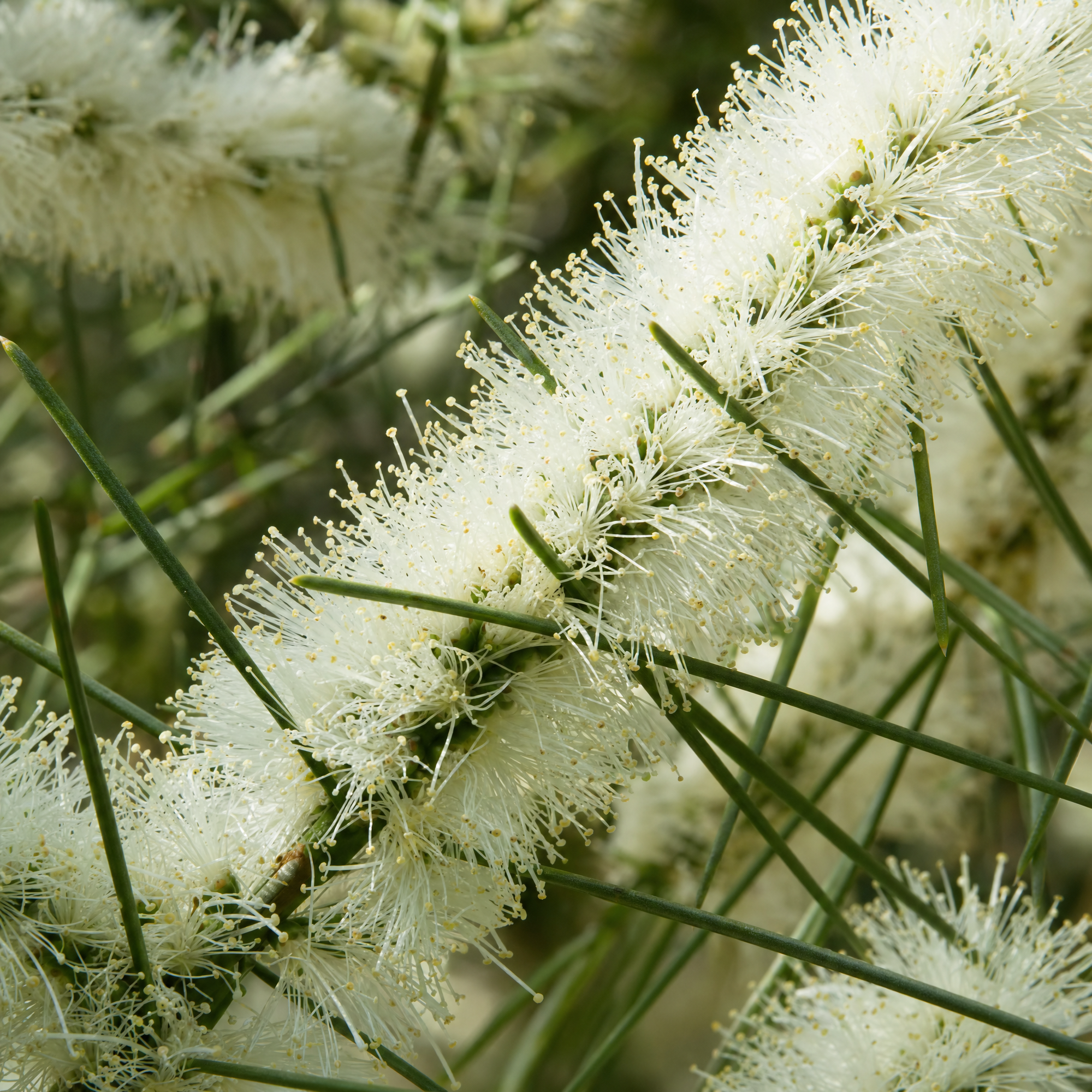 蜂蜜香桃木 plant photo