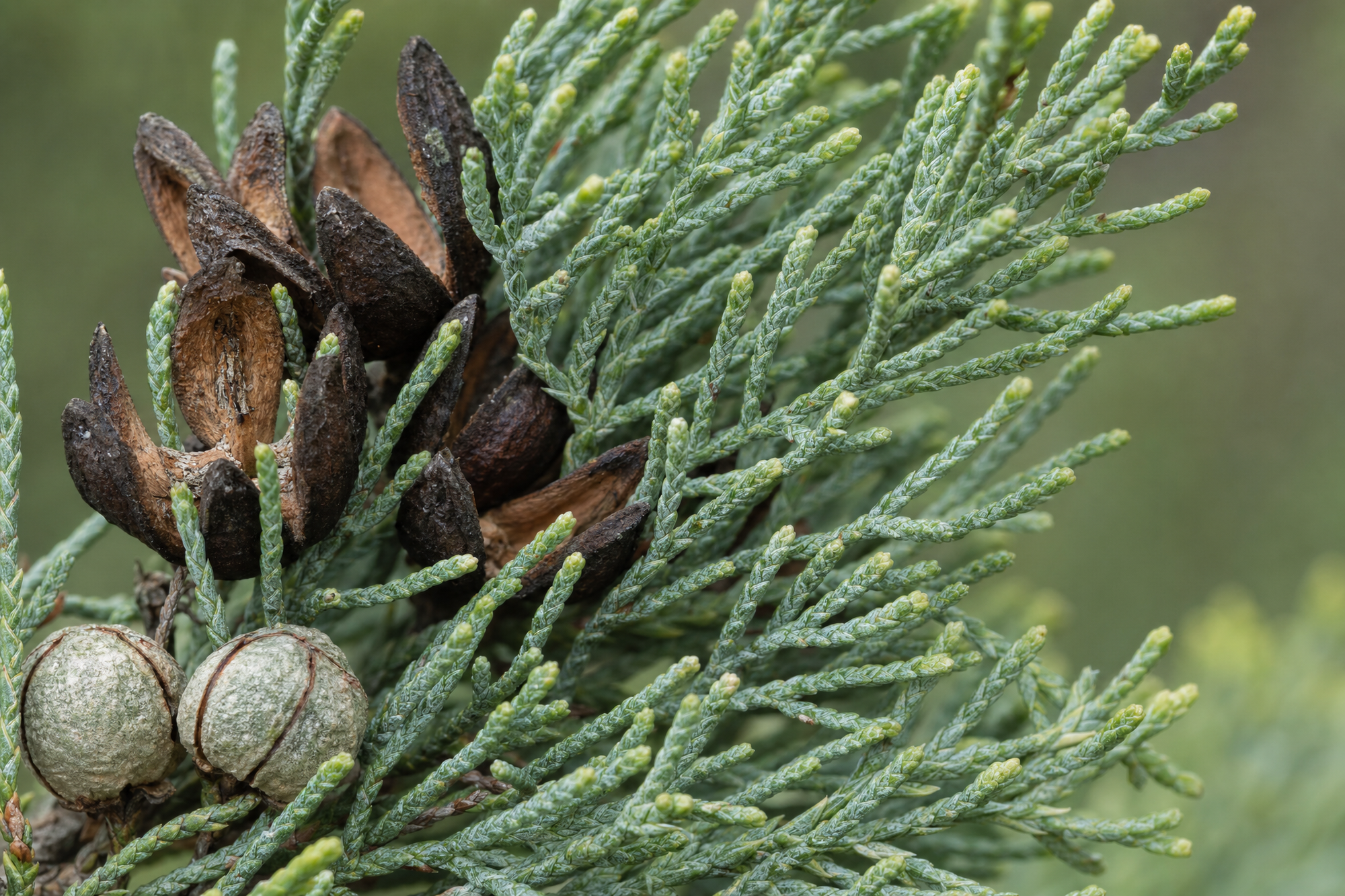 澳洲白絲柏葉 plant photo